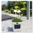 Solar Multi-Color LED Light with Mushroom Shape